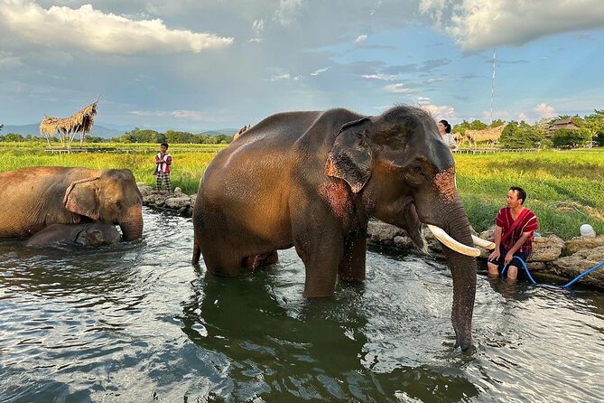 Chiang Mai Chapulin Elephant Care and Sticky Waterfall - Water play, bathing, and the practical side