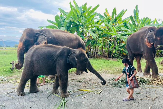 Chiang Mai Chapulin Elephant Care and Sticky Waterfall - Learning before feeding the elephants