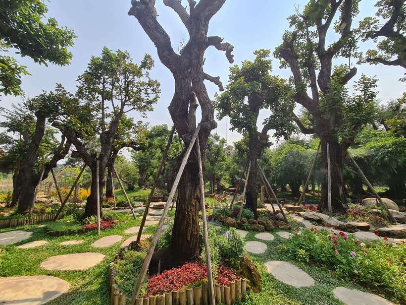 Chiang Mai: Dantewada Land of Angels & Sticky Waterfall Tour - Bua Thong Sticky Waterfall: the reason to take the tour