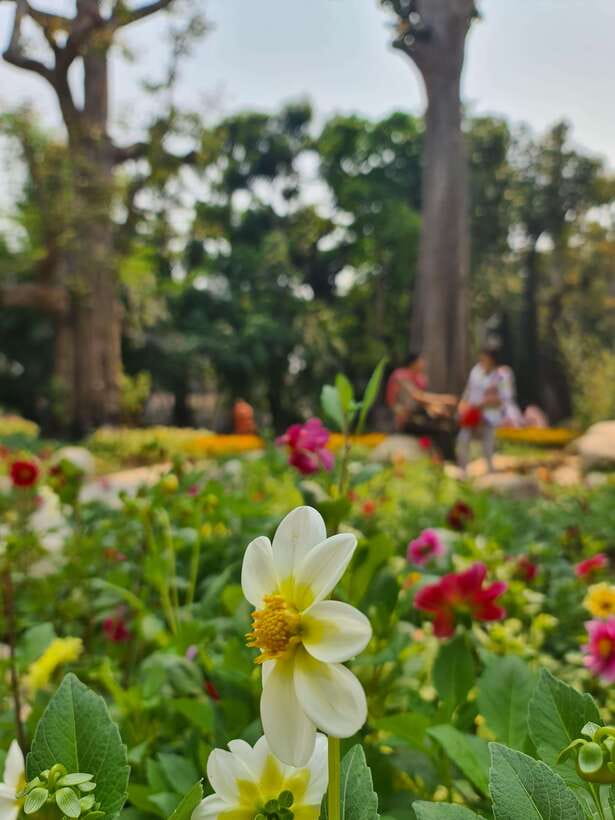 Chiang Mai: Dantewada Land of Angels & Sticky Waterfall Tour - Guides, transport, and the small-group advantage