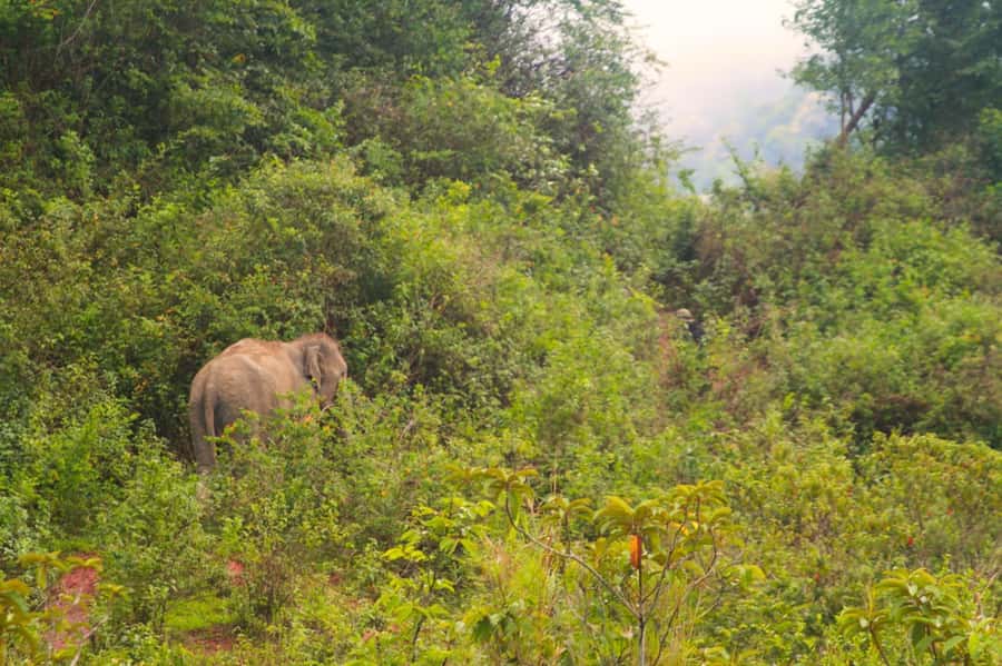 Chiang Mai: Day for Elephant Observation Only Half-day Trip - A different kind of elephant visit near Doi Inthanon