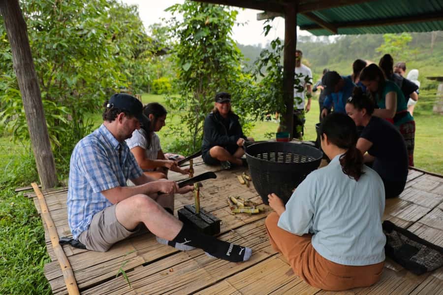 Chiang Mai: Day for Elephant Observation Only Half-day Trip - Feeding elephants without taking control