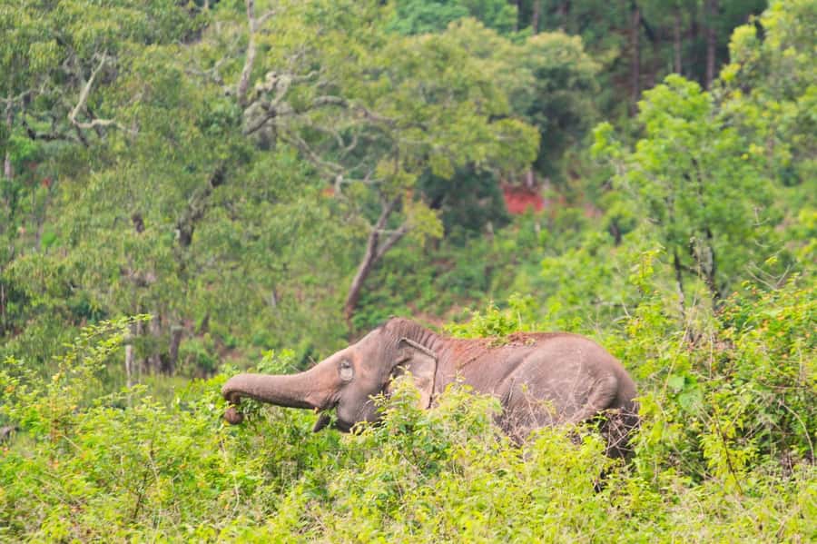 Chiang Mai: Day for Elephant Observation Only Half-day Trip - Cooking Pad Thai while elephants graze
