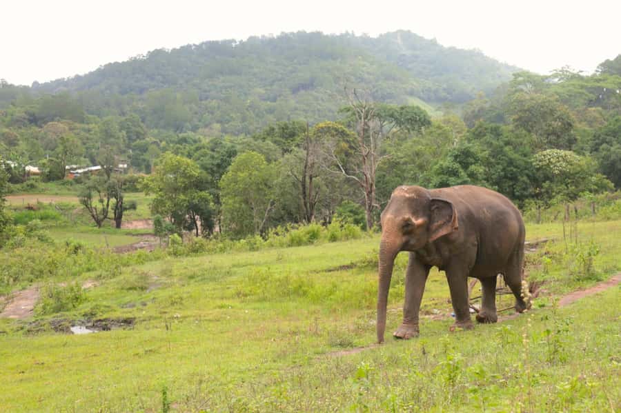 Chiang Mai: Day for Elephant Observation Only Half-day Trip - What $46 buys you