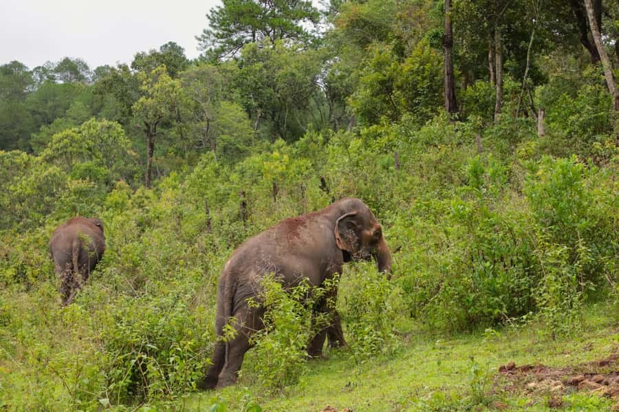 Chiang Mai: Day for Elephant Observation Only Half-day Trip - Who will enjoy this sanctuary most