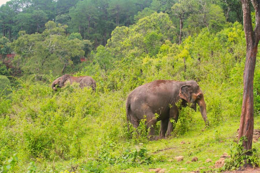 Chiang Mai: Day for Elephant Observation Only Half-day Trip - The drive from Chiang Mai is part of the commitment