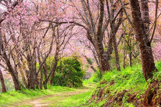 Chiang Mai - Doi Inthanon Full day Tour - Ban Mae Klang Luang and Karen village life