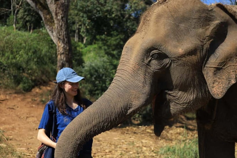 Chiang Mai: Doi Inthanon Hiking & Elephant Sanctuary Program - Why the elephant sanctuary is the strongest part
