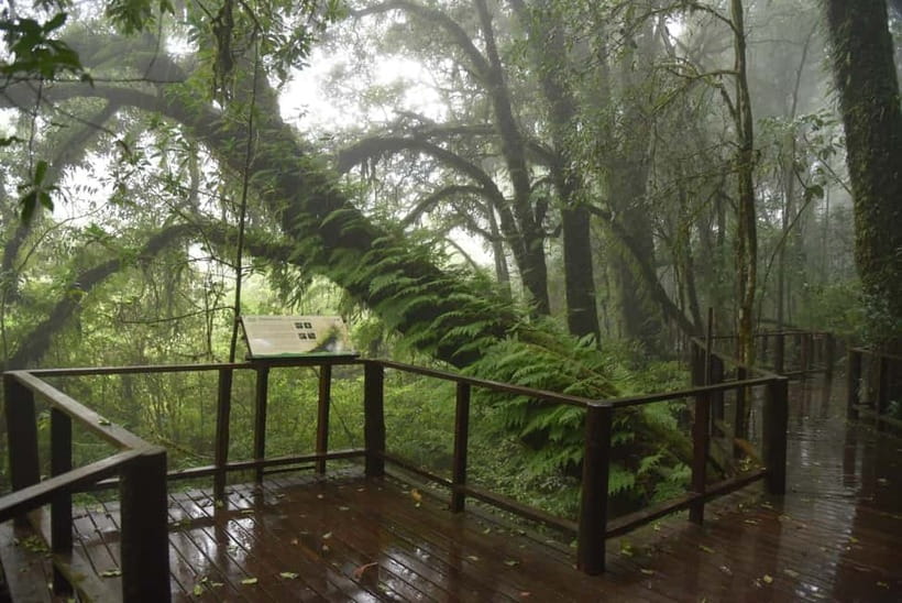 Chiang Mai: Doi Inthanon National Park and Kew Mae Pan Tour - Kew Mae Pan’s mossy cloud forest trail