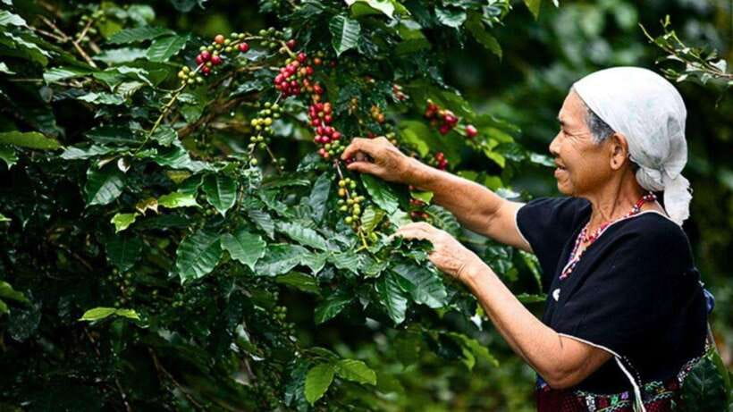 Chiang Mai: Doi Inthanon National Park Sightseeing Only - The summit area and Ang Ka Luang’s cool forest
