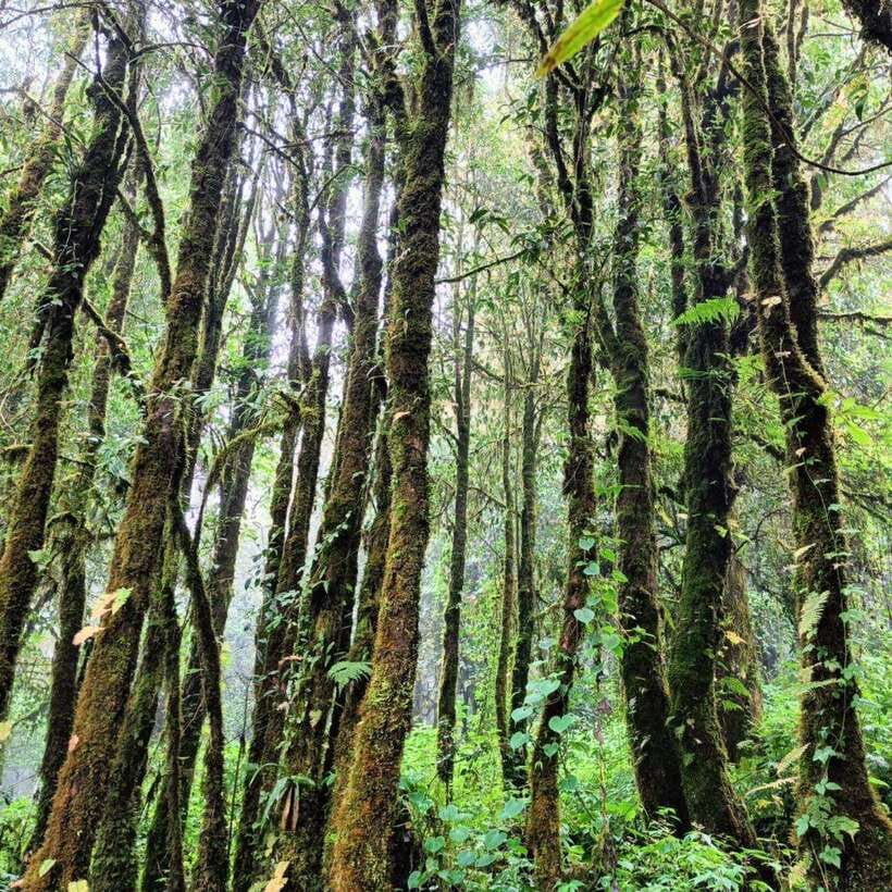 Chiang Mai: Doi Inthanon National Park & Waterfall Day Tour - Wachiratharn Waterfall as the grand finish