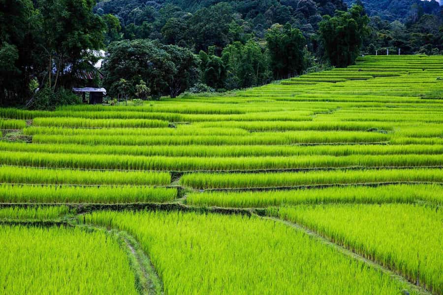 Chiang Mai: Doi Inthanon National Park, Waterfall & Lunch - Who should book this Doi Inthanon tour?