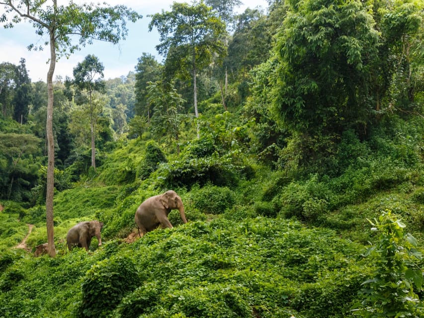 Chiang Mai: Doi Inthanon Park and Pha Dok Siew Trail Trek - Why this day trip works so well