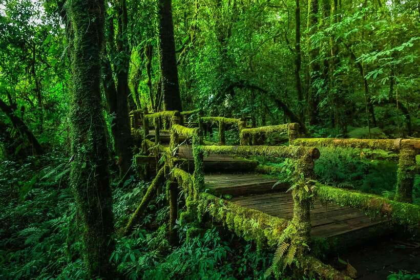 Chiang Mai: Doi Inthanon Park Tour & Kew Mae Pan Trail Hike - The King’s and Queen’s Pagodas