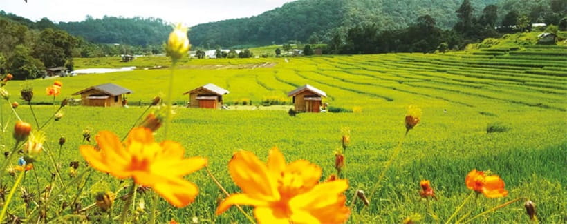 Chiang Mai: Doi Inthanon Trip with Pha Dok Siew Guided Trek - Guides make or break a group tour