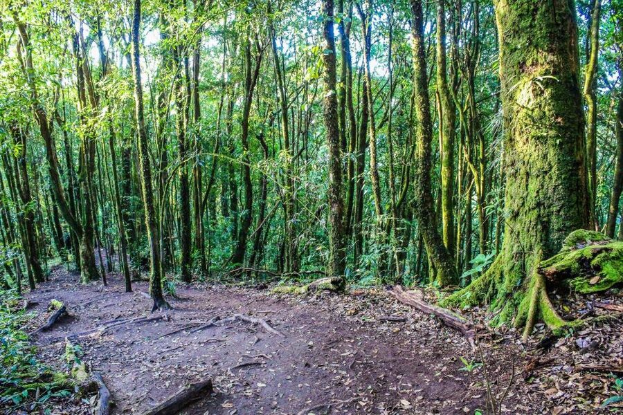 Chiang Mai: Doi Inthanon, Waterfalls, & Tribal Villages Tour - Lunch and the practical middle of the day
