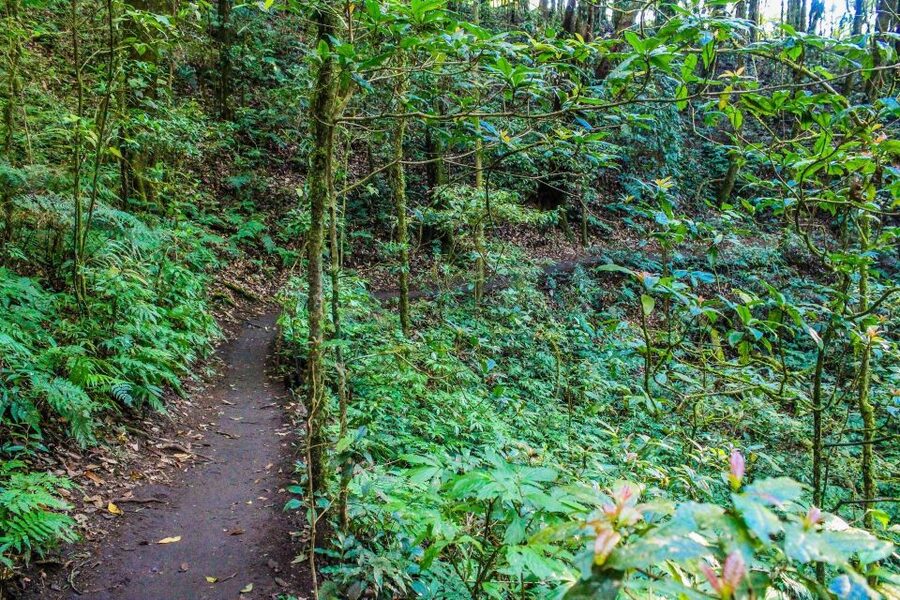Chiang Mai: Doi Inthanon, Waterfalls, & Tribal Villages Tour - Guides can make or break this long day