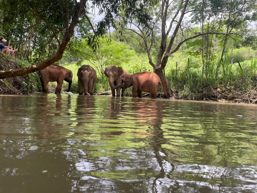 Chiang Mai: Elephant Dream Project Sanctuary - Half-Day - What to pack for the sanctuary