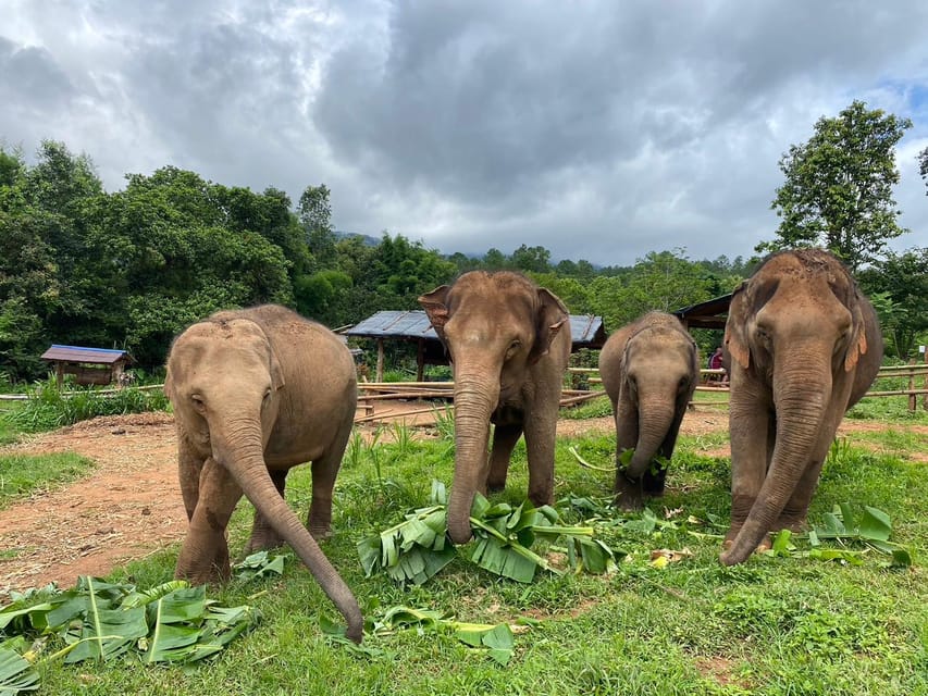 Chiang Mai: Elephant Dream Project Sanctuary - Half-Day - The early pickup from Chiang Mai