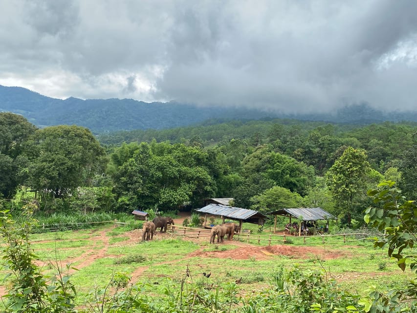Chiang Mai: Elephant Dream Project Sanctuary - Half-Day - Feeding the elephants up close
