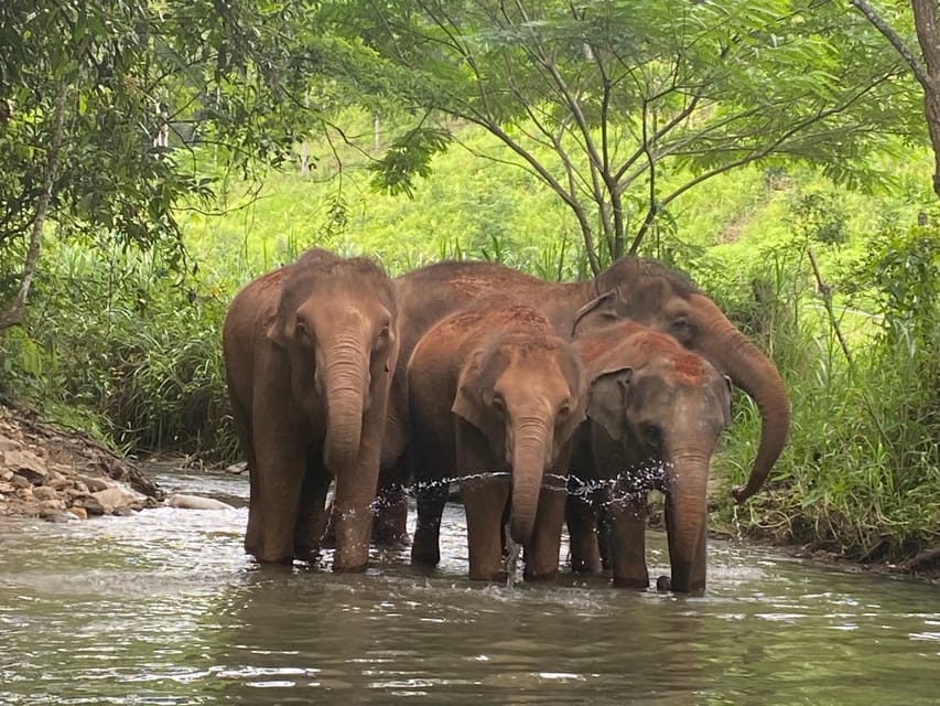 Chiang Mai: Elephant Dream Project Sanctuary - Half-Day - Watching elephants drink and bathe