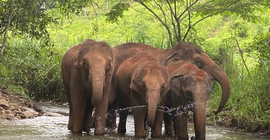 Chiang Mai: Elephant Dream Project Sanctuary - Half-Day - Thai lunch and time in the village