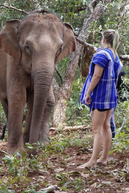 Chiang Mai: Elephant Dream Project Sanctuary - Half-Day - Is $51 a fair price?