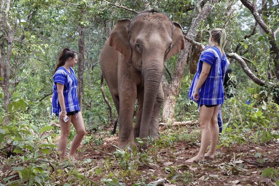 Chiang Mai: Elephant Dream Project Sanctuary - Half-Day - Who will enjoy this visit most?