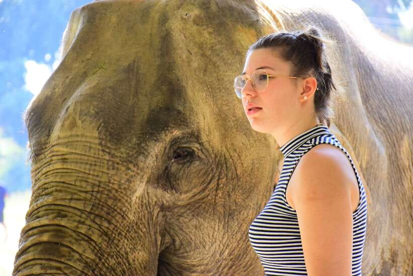 Chiang Mai: Elephant Feeding Experience - Key points to know before you go