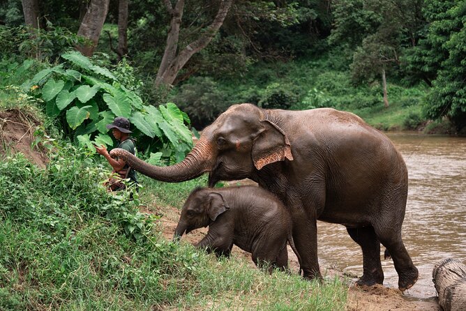 Chiang Mai Elephant Sanctuary, Bamboo Rafting and Waterfall Tour - Five things to know before you book
