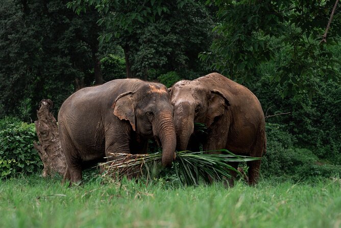 Chiang Mai Elephant Sanctuary, Bamboo Rafting and Waterfall Tour - Bua Tong Waterfall: a barefoot climb with a real workout