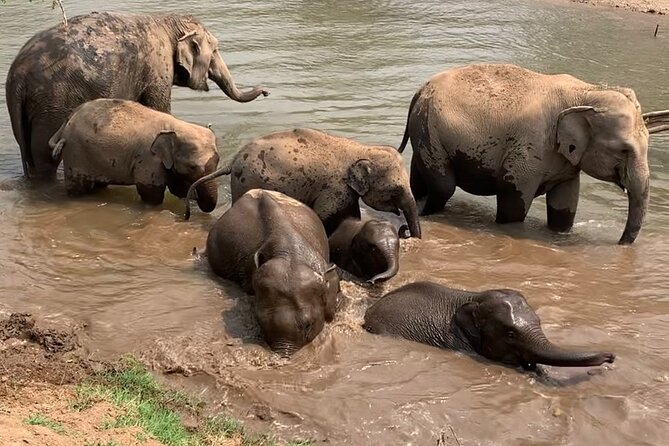 Chiang Mai Elephant Sanctuary, Bamboo Rafting and Waterfall Tour - Bamboo rafting: a gentle finish through the trees