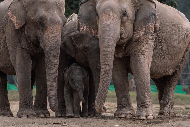 Chiang Mai Elephant Sanctuary, Bamboo Rafting and Waterfall Tour - The guides make a major difference