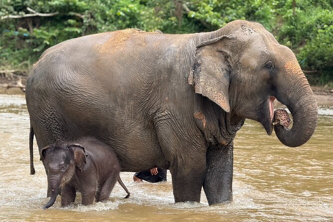 Chiang Mai Elephant Sanctuary, Bamboo Rafting and Waterfall Tour - Who will enjoy this outing most