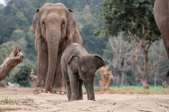 Chiang Mai Elephant Sanctuary, Bamboo Rafting and Waterfall Tour - Timing, meeting point, and practical preparation