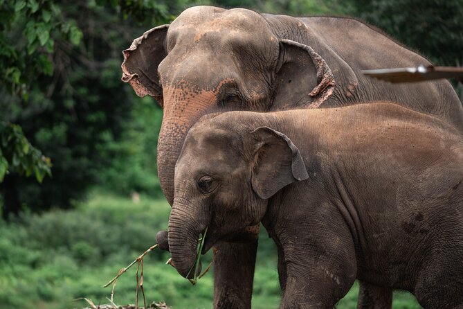 Chiang Mai Elephant Sanctuary, Bamboo Rafting and Waterfall Tour - New Elephant Home: the heart of the day
