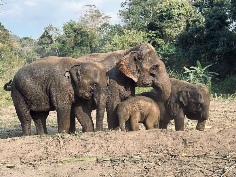 Chiang Mai: Elephant Sanctuary Feeding Program Half-Day Tour - The Long Road to Pon Elephant Thailand