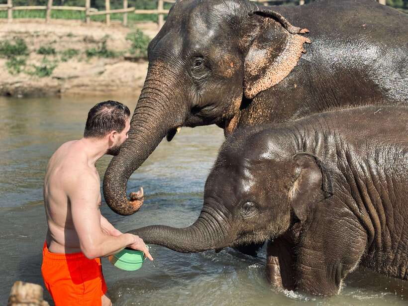 Chiang Mai: Elephant Sanctuary Feeding Program Half-Day Tour - Booking Advice for Chiang Mai