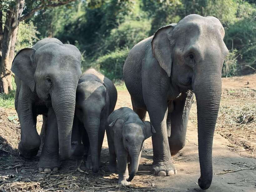 Chiang Mai: Elephant Sanctuary Feeding Program Half-Day Tour - Meeting the Elephants and Their Care Team