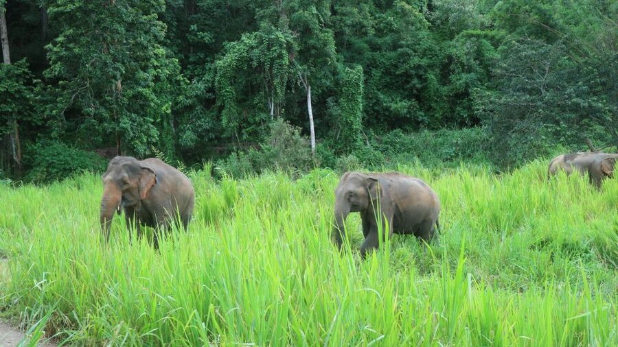 Chiang Mai: Elephant Sanctuary & Jungle Trek w/ Waterfall - Who should book this experience