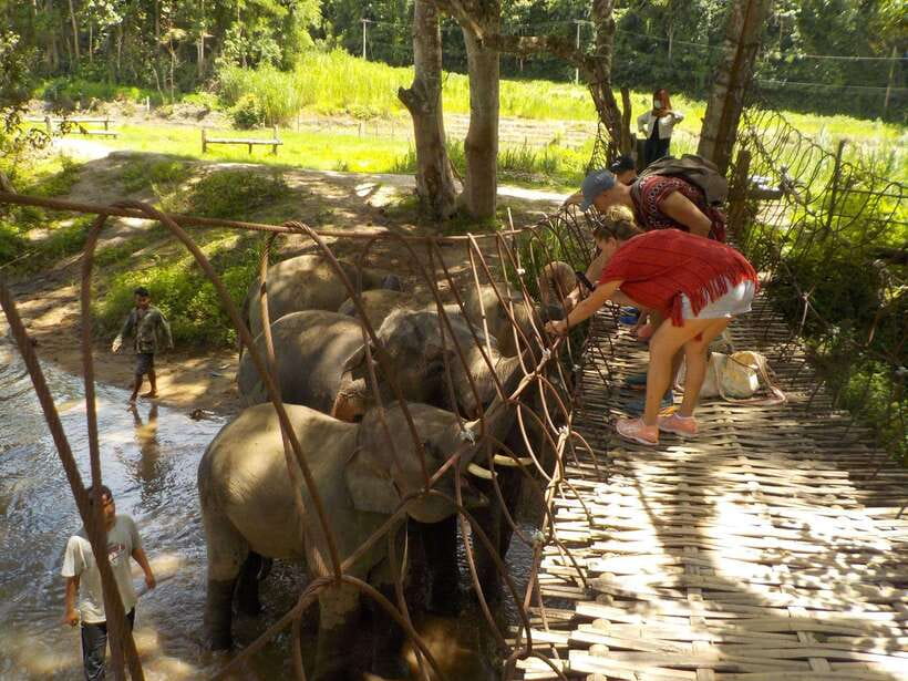Chiang Mai: Elephant Sanctuary Local Hill Tribe Caretakers - Who will get the most from this outing?