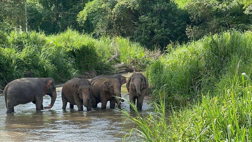 Chiang Mai: Elephant Sanctuary, Monk Trail & Doi Suthep Tour - Walking the forest route to Wat Pha Lat