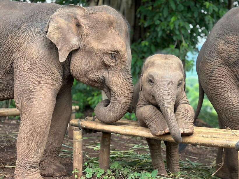 Chiang Mai: Elephant Sanctuary, Waterfall & Bamboo Rafting - Meeting the rescued elephants at Pon Elephant Thailand