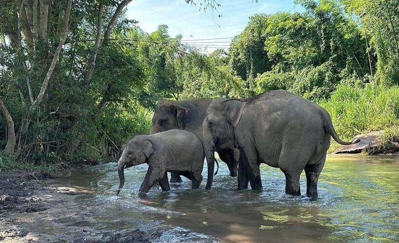 Chiang Mai: Elephant Sanctuary, Waterfall & Bamboo Rafting - What $60 gets you