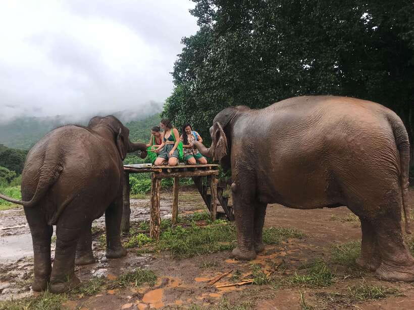 Chiang Mai: Elephant Sanctuary & Waterfall Group Tour - Who should book this Chiang Mai day trip?