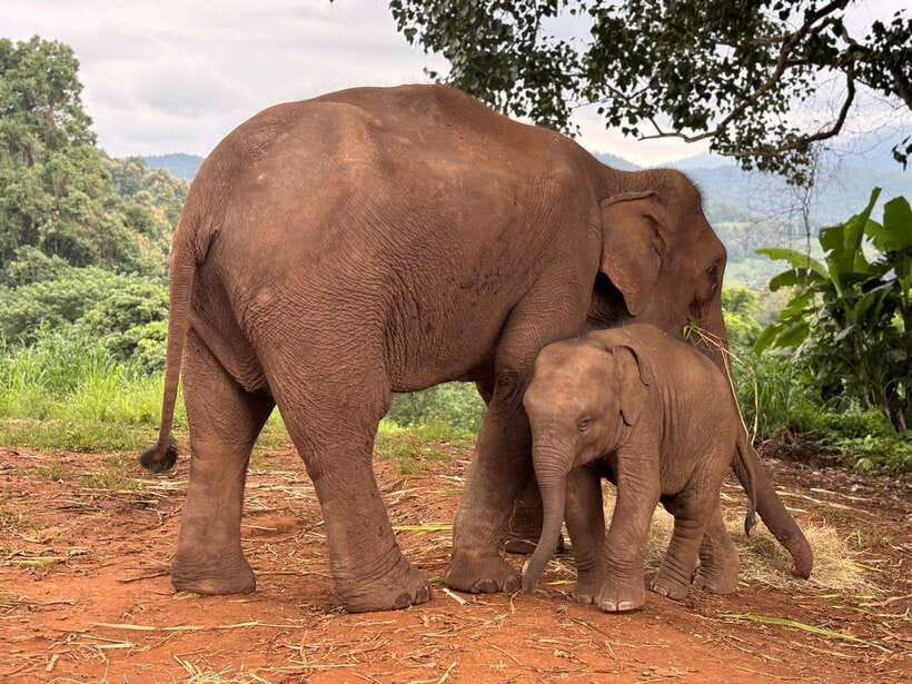 Chiang Mai: Elephant Sanctuary & Waterfall Group Tour - The 80-minute ride from Chiang Mai