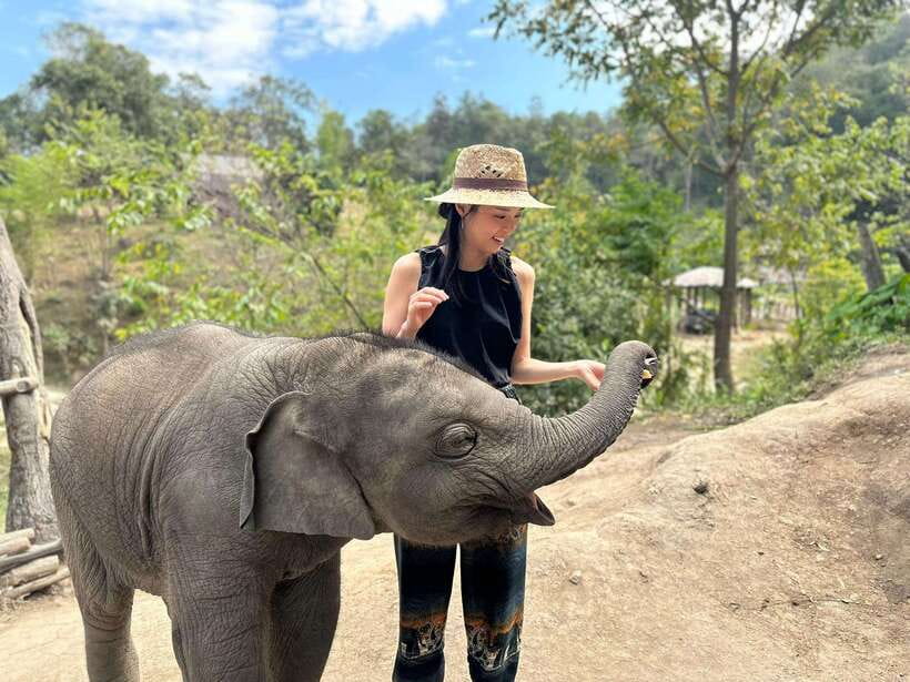 Chiang Mai: Elephant Sanctuary & Waterfall Group Tour - Bathing elephants in the river