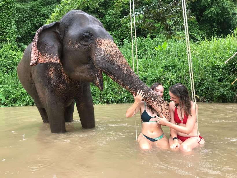 Chiang Mai: Elephant Sanctuary & Waterfall Group Tour - Meeting the rescued elephants at Pon Elephant Thailand