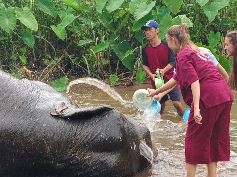 Chiang Mai: Elephants, Sticky Waterfalls, Market and Temple - Key points to know before booking