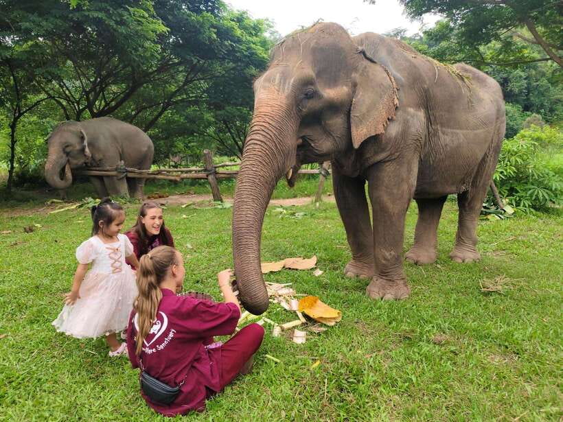 Chiang Mai: Elephants, Sticky Waterfalls, Market and Temple - A full day beyond Chiang Mai’s old city